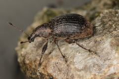 Liophloeus tessulatus