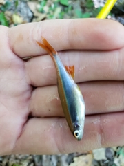 Pteronotropis hypselopterus