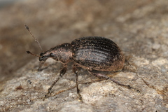 Liophloeus tessulatus