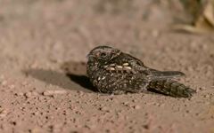 Montane Nightjar photo 5