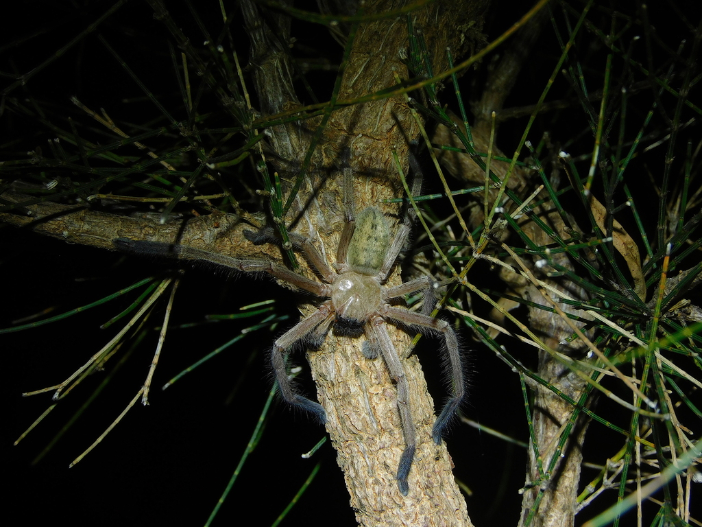 Social Huntsman Spider from Hobart TAS, Australia on March 10, 2024 at ...