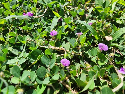 Grona triflora, photograph 6