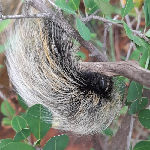 Janomima mariana White, 1843