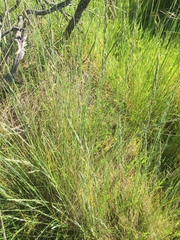 Festuca idahoensis