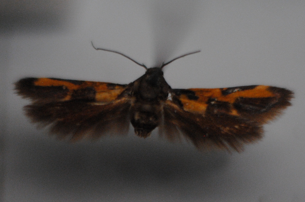 Euclemensia woodiella