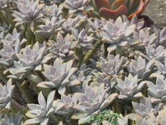 Graptopetalum