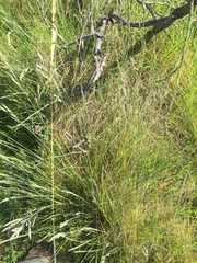 Festuca idahoensis