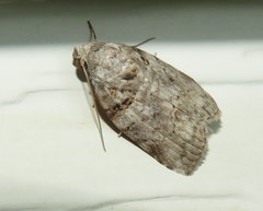 Garella vallata