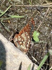 Euphydryas chalcedona chalcedona