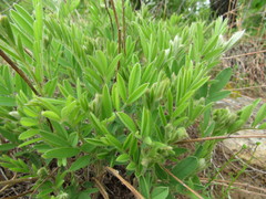 Tephrosia virginiana