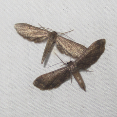 Protoproutia laredoata