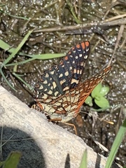 Euphydryas chalcedona chalcedona