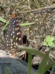 Euphydryas chalcedona chalcedona