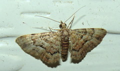 Gymnoscelis lophopus