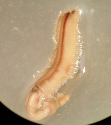 Glycera unicornis