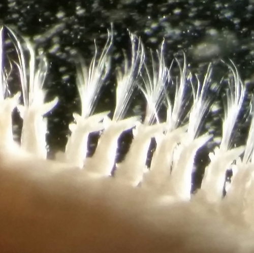 Glycera unicornis