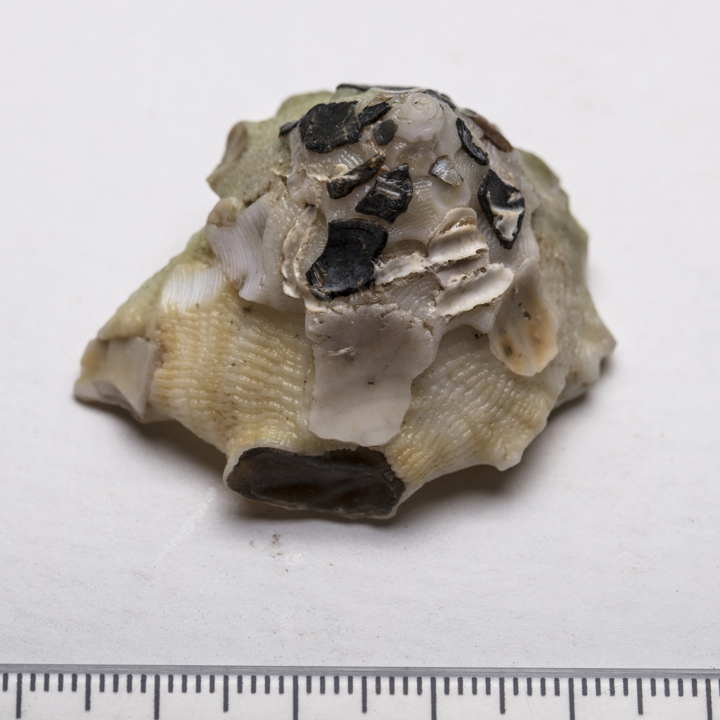 curly carriersnail