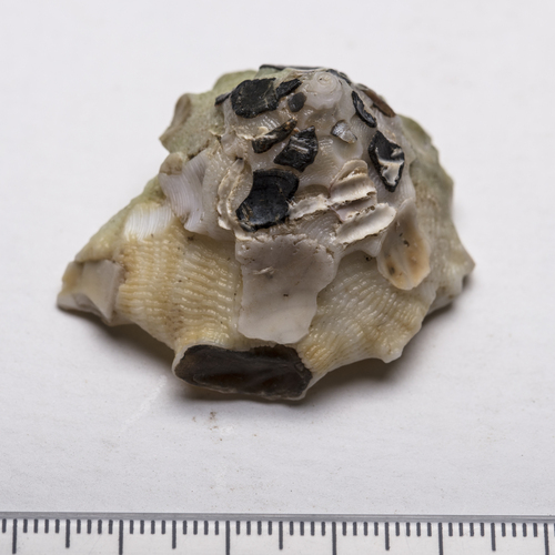 curly carriersnail