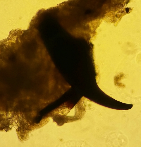 Glycera unicornis