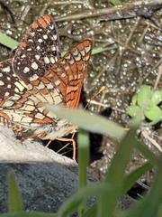 Euphydryas chalcedona chalcedona