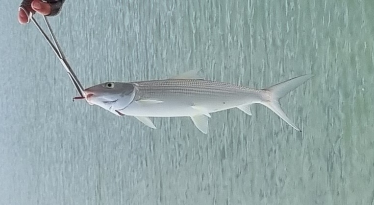 Zilveren grondvis (Albula argentea) — Albulidae