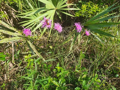 Image of Vernonia blodgettii by (c) Kaden Slone, some rights reserved (CC BY)