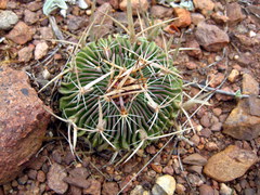 Echinofossulocactus lloydii