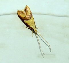 Crocanthes prasinopis