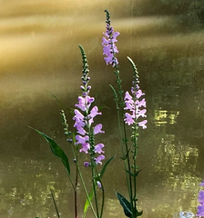 Physostegia pulchella