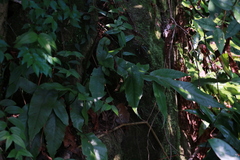 Tectaria harlandii