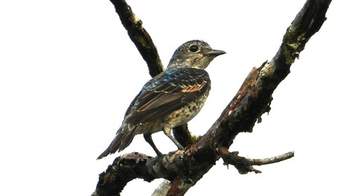 Turquoise Cotinga (Cotinga ridgwayi), photo 5