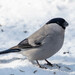 Baikal Bullfinch - Photo (c) Leonid, some rights reserved (CC BY-NC), uploaded by Leonid