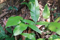 Tectaria harlandii