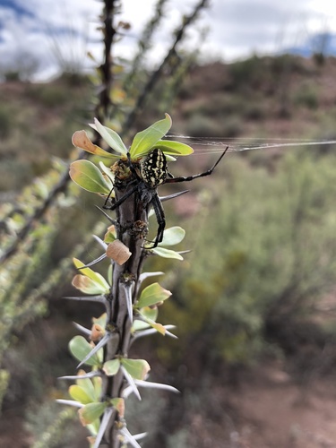 Western Spotted Orbweaver