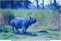 Rhinoceros unicornis