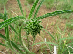 Echinacea pallida