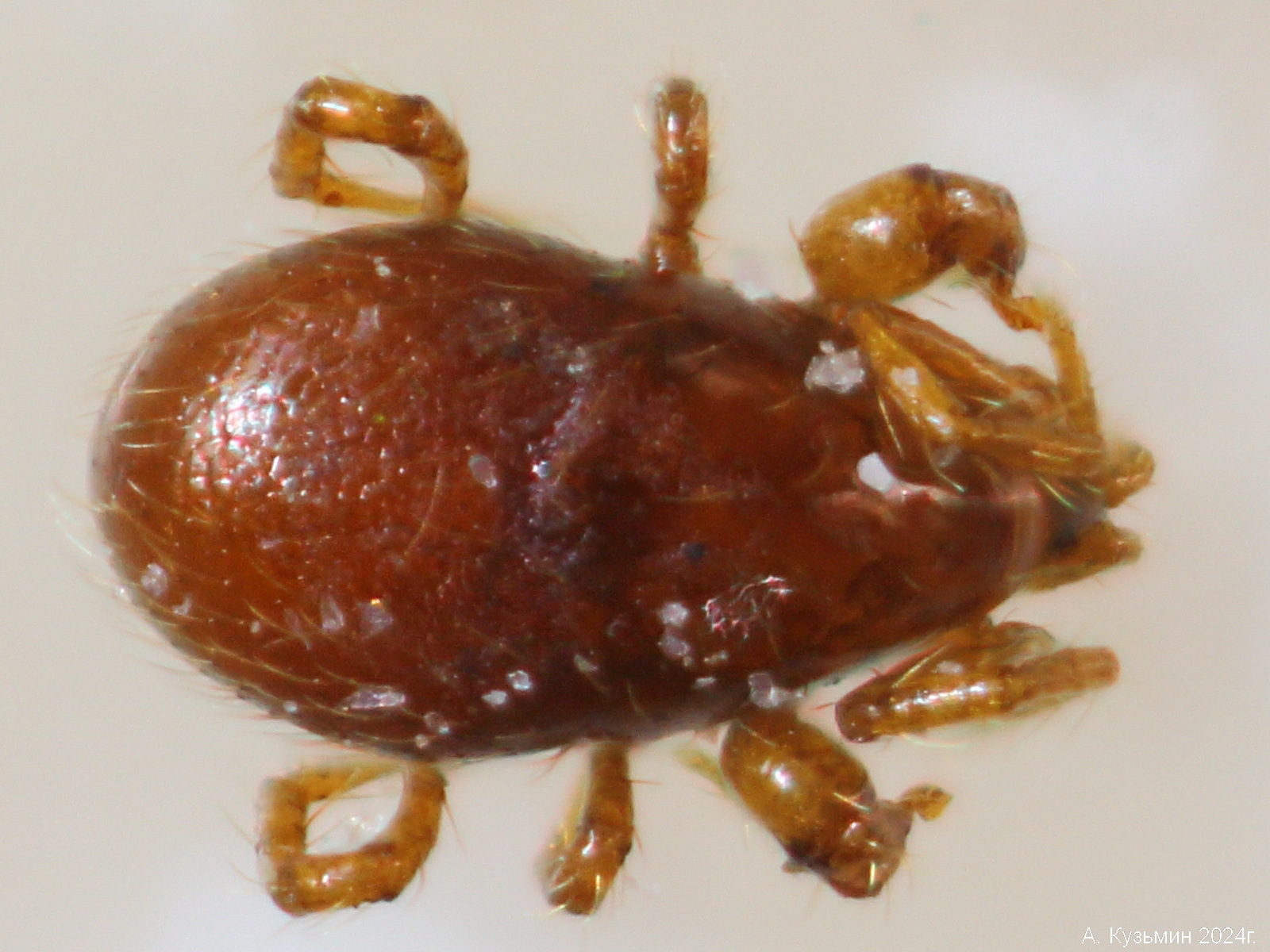 Клещ  семейства Parasitidae
