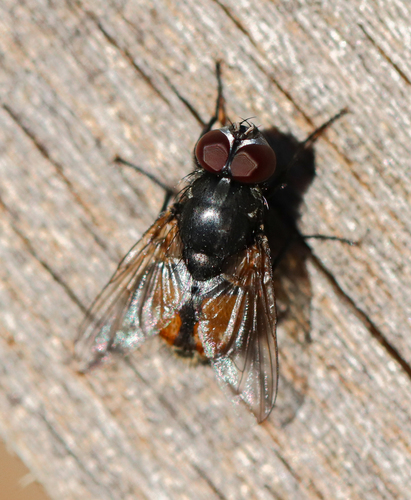 Face fly, photo 7 of 7