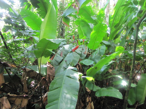 Heliconia episcopalis
