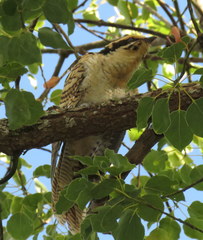 Eudynamys orientalis cyanocephalus