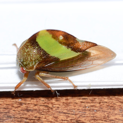 Smilia fasciata