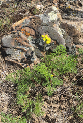 Lomatium grayi