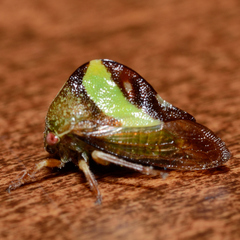 Smilia fasciata
