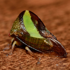 Smilia fasciata