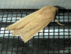 Leucania abdominalis