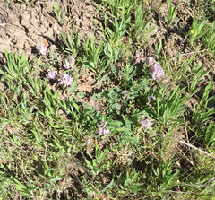 Astragalus cibarius