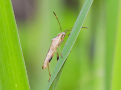 Burtinus notatipennis