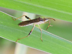 Burtinus notatipennis