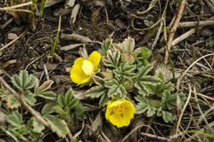 Potentilla acaulis