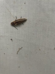 Semiotus ligneus image